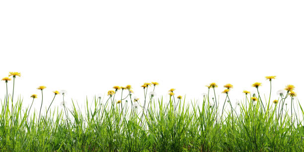 istock Seamless green meadow border with dandelions, isolated on white background. 3D render. 2005151039