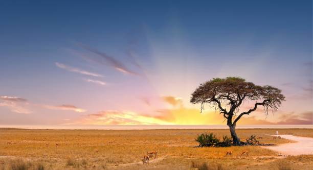 istock Sunset in Etosha with solitary acacia tree 2005154893