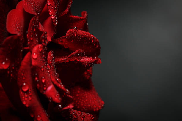 Red rose with dew on a black background