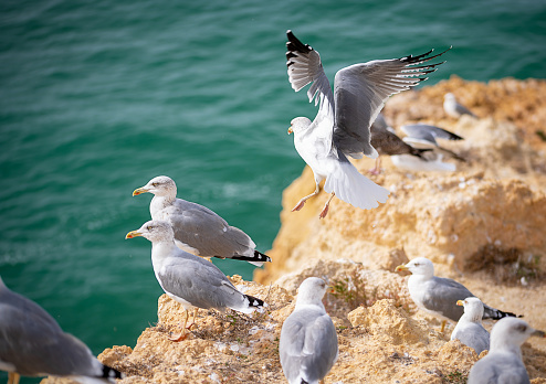 Many seabirds rest on the ocean shore.Flying bird. European sea gull on rock. For travel blogs