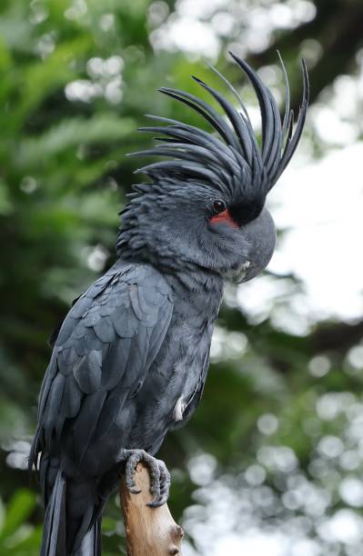 istock The king's cockatoo 2005159182