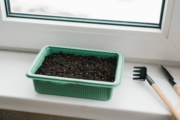 Container with peat and planted seeds with a garden tool at home on the windowsill