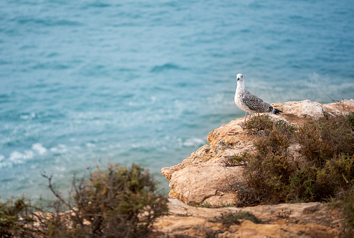 European herring gull on ocean rock. Seabird wildlife.