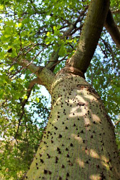 istock trunk of a tree in the foreground 2005185264