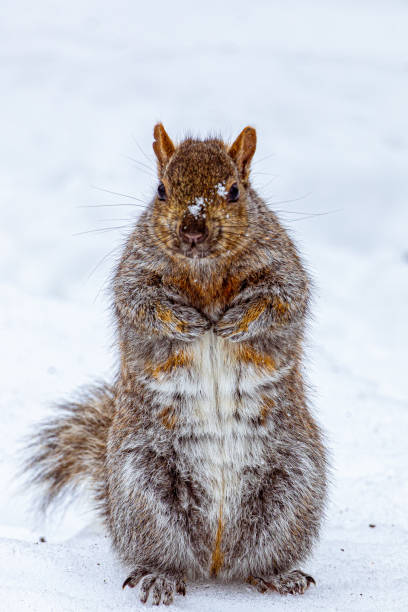istock Squirrel in the Snow, Angrignon park, Montreal, Quebec, canada 2005194969