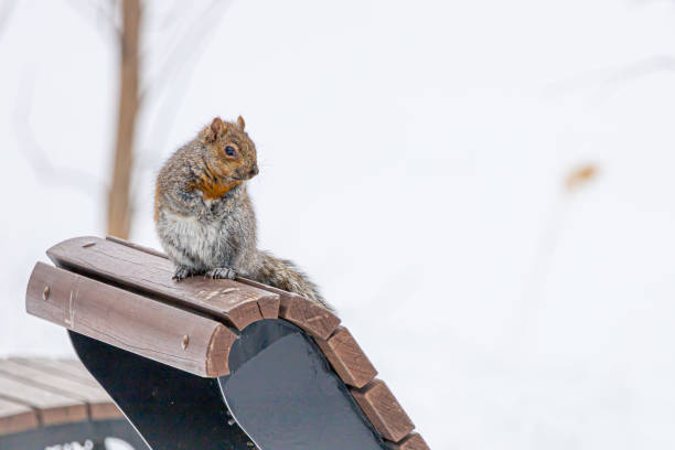 istock Squirrel in the Snow, Angrignon park, Montreal, Quebec, canada 2005194988