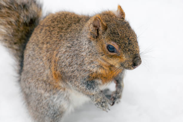 Winter Squirrel in Snow in Montreal
