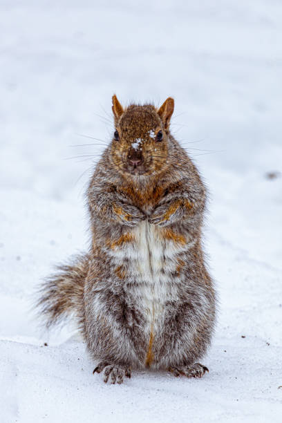 istock Squirrel in the Snow, Angrignon park, Montreal, Quebec, canada 2005195510