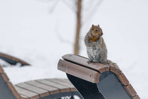 istock Squirrel in the Snow, Angrignon park, Montreal, Quebec, canada 2005195526