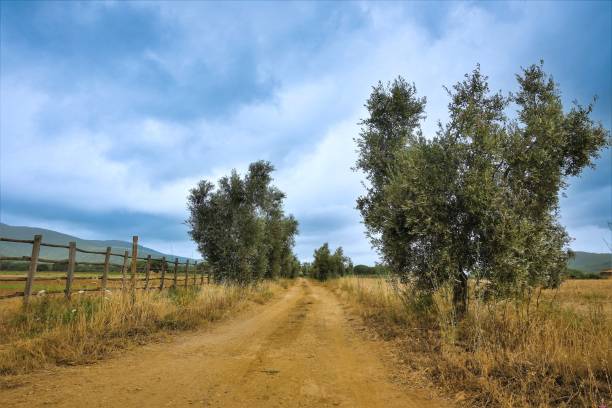 istock typical Tuscan Maremma landscape with olive trees 2005199783
