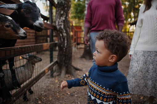 Small child boy in sweater looks at goats animals on farm or zoo.