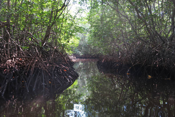 istock [Bali] Mangrove forest on Lembongan Island 2005209779
