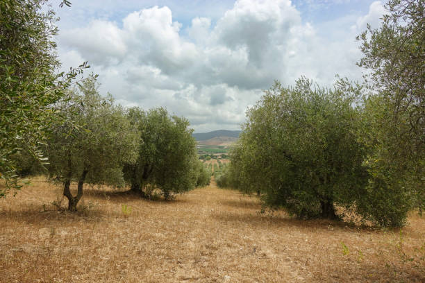 istock typical Tuscan Maremma landscape with olive trees 2005218257