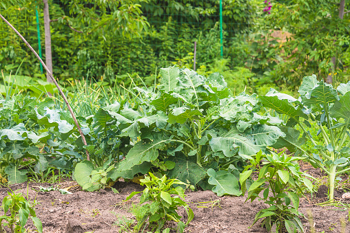 various vegetables (cabbage, pepper) in the bed in summer garden