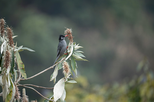 A Black Bulbul Perched in a Flowering Tree in the jungles of Nepal.