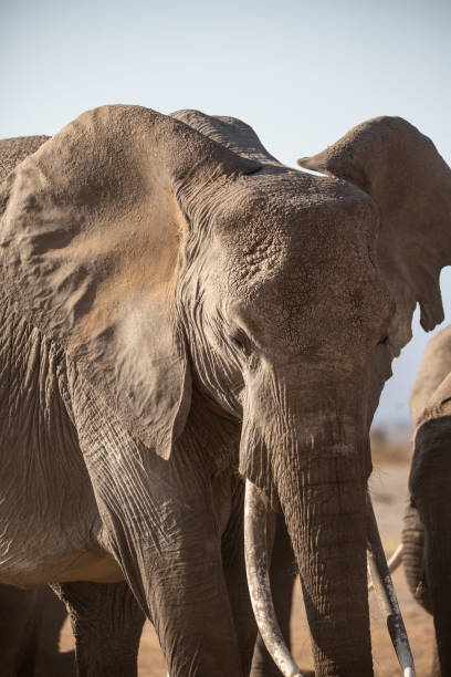 istock Front photo of African Elephant 2005231837