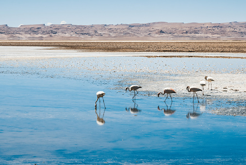 group of chilean flamingos walking in salt lake in Atacama desert in chile