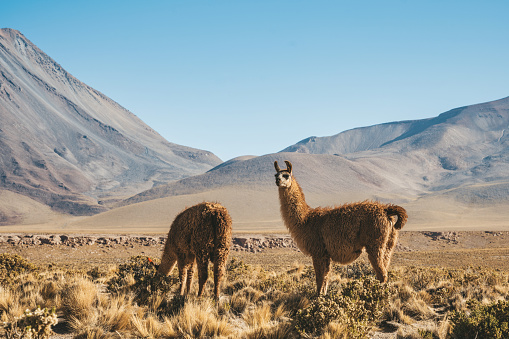 Free-grazing llamas  in the Andes, Bolivia