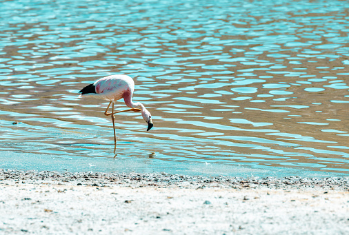 chilean flamingos standingin salt lake in Atacama desert in chile