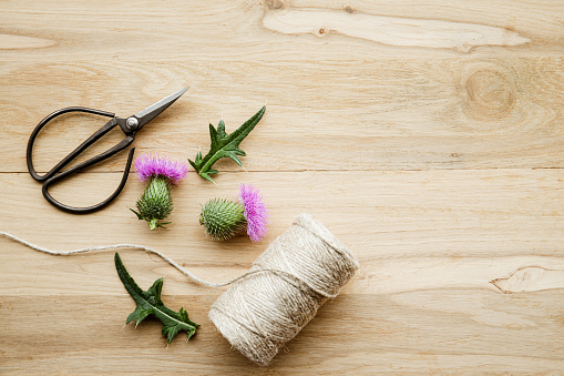 Flat lay view of Onopordum acanthium, cotton thistle, Scotch or Scottish thistle flower blossoms on oak wood background indoors with vintage scissors and roll of cotton string. Lot of copy space.