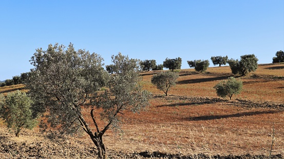 typical landscape of the Tuscan Maremma  with olive trees