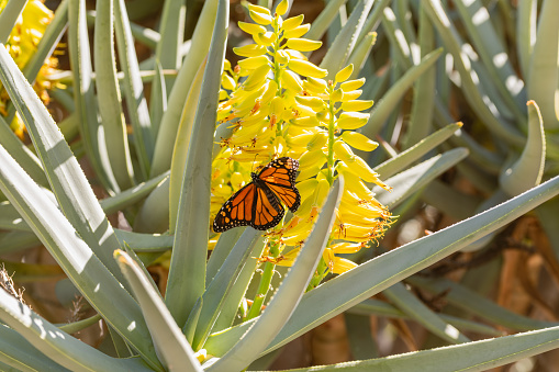 Beautiful Danainae Butterfly Sitting On An Aloe Vera Blossom