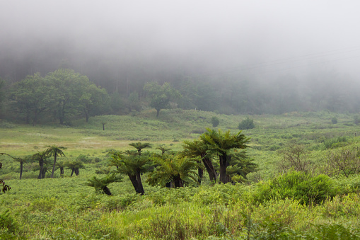 Misty morning in a grassy meadow filled with Prehistoric looking tall tree ferns, Alsophila dregei, in Magoebaskloof, South Africa.
