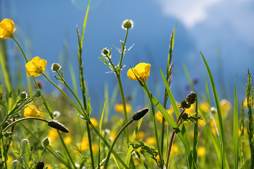 field of small yellow wild flowers