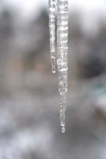 Close-up of a long double ice icicle against a winter bokeh background. A drop of water falls from the end of the icicle. Vertical.