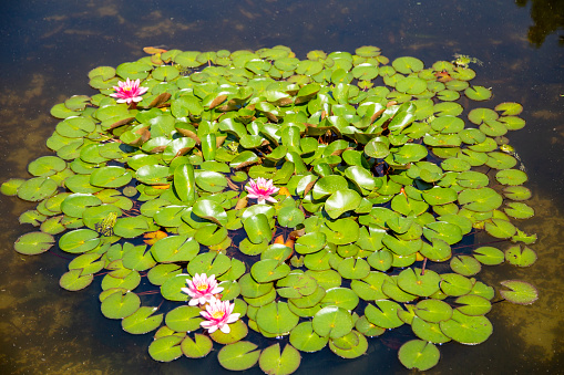 Top view of water lilies with white flowers in a pond in Japan