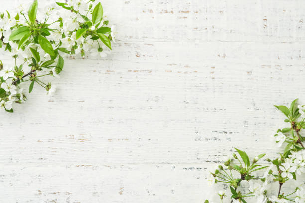 istock Spring background with white apple or cherry blossoms and wooden background. Easter or Passover spring greeting cards with copy space. Natural plants landscape, ecology, fresh wallpaper concept Mockup 2005277268