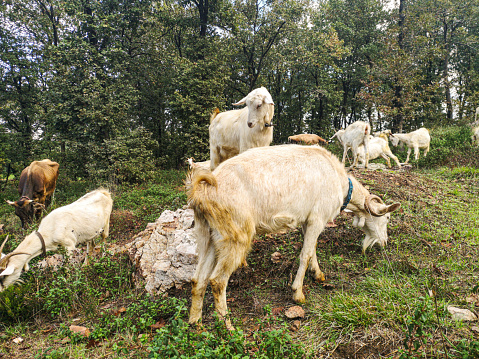 Farm animals in green valley landscape