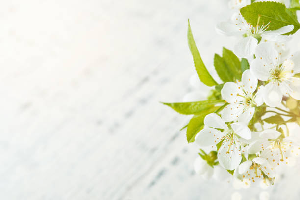 Spring background with white apple or cherry blossoms and wooden background. Easter or Passover spring greeting cards with copy space. Natural plants landscape, ecology, fresh wallpaper concept Mockup