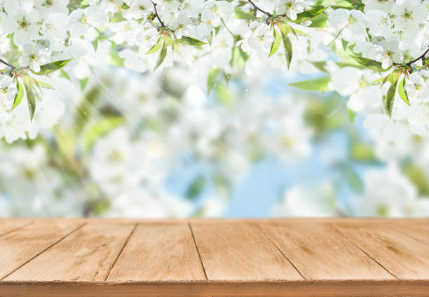 istock Blooming cherry or apply garden flooded with sunlight and empty wooden background with copy space. Happy Passover or Easter background. Womens or Mother day holiday. World environment day.  Mock up. 2005278314