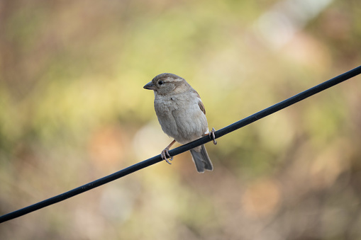 A house sparrow perched on a wire against a pale blurred background.