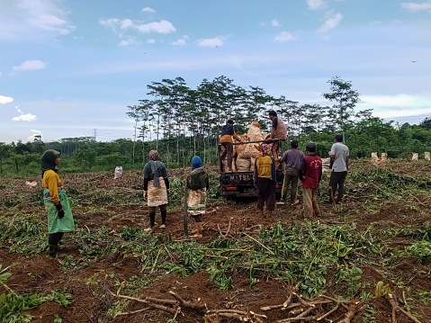 batang, central java, indonesia - february 2 2024. mutual cooperation of workers in transporting cassava into dump trucks