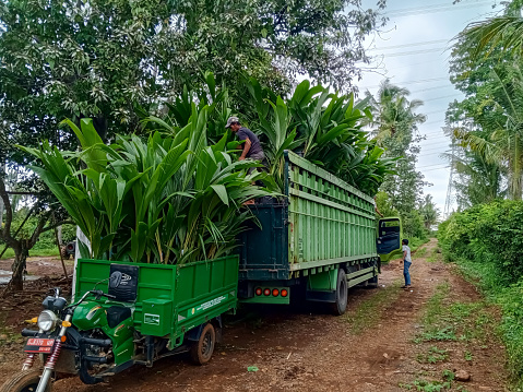 batang, central java, indonesia - february 2 2024. the process of transferring a load of coconut seeds from a three-wheeled motorbike to a trontoon truck