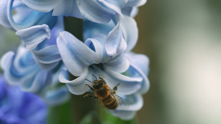 SLO MO Closeup Shot of Honey Bee Sucking Nectar from Blossoming Blue Hyacinth in Garden