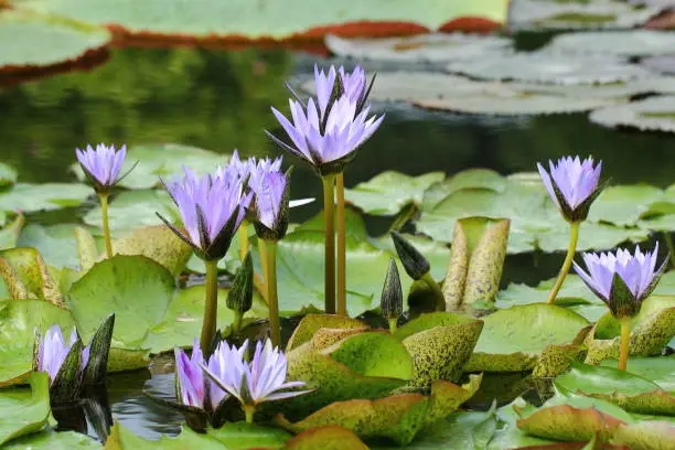 Purple colored water lily with bud