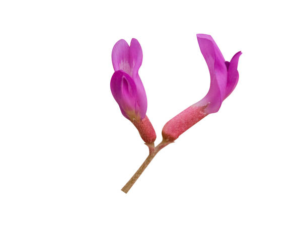Astragalus flower has been used in traditional Chinese medicine over centuries to treat various disorders.