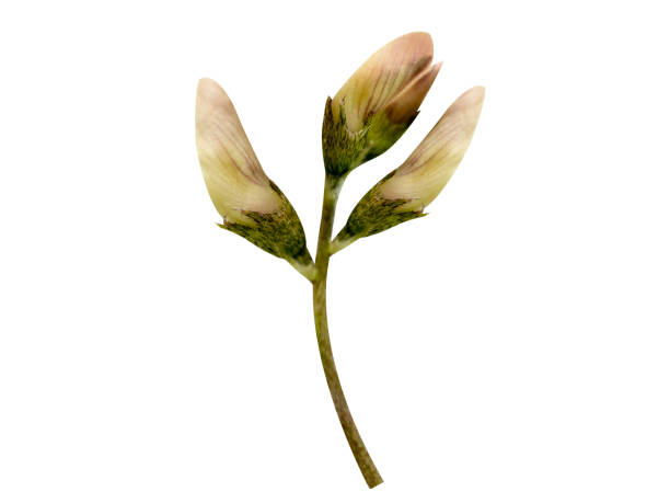 istock Astragalus flower or milkvetch flower 2005310547