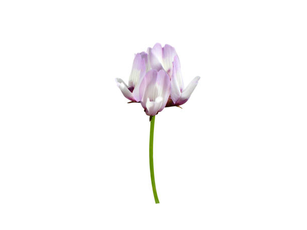Astragalus flower has been used in traditional Chinese medicine over centuries to treat various disorders.