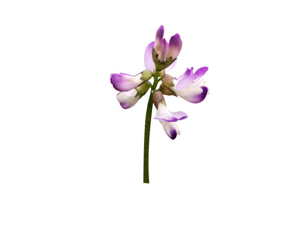 Astragalus flower has been used in traditional Chinese medicine over centuries to treat various disorders.