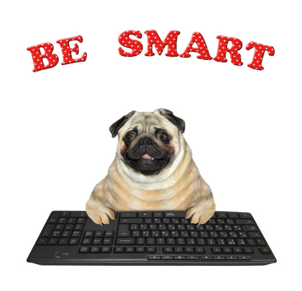 A dog pug is typing on a black computer keyboard. White background. Isolated.