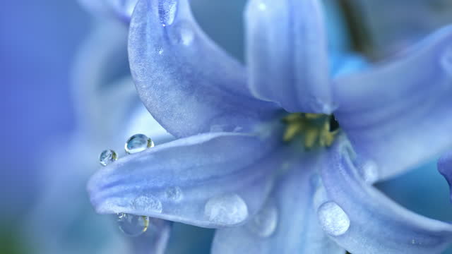 SLO MO Extreme Closeup Shot of Water Drops Falling from Blue Hyacinths Blossom in Garden after Rain