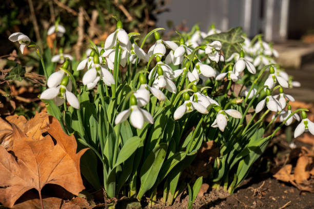 istock Snowdrops at winter sunny day with dry leaves. 2005330187