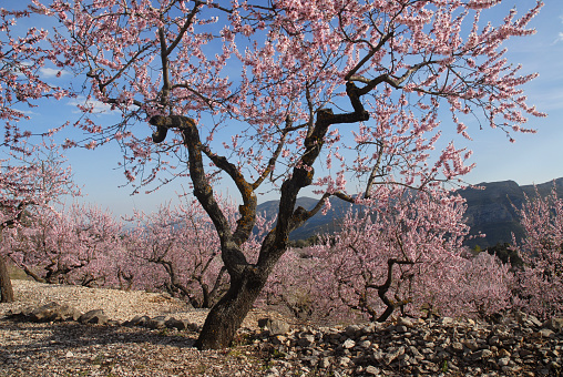 Almond trees with pink blossom in the mountains near Benimaurell, Alicante Province, Spain