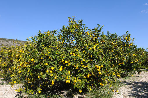 lemon fruits in branches and leaves of lemon tree on rustic wooden table