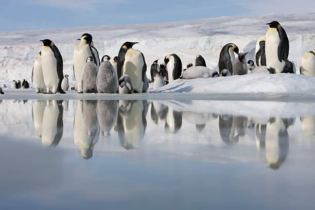 Antarctica, Snow Hill Island, emperor penguins on ice emperor penguins (Aptenodytes forsteri), Oct 2006 antarctica penguin bird animal stock pictures, royalty-free photos & images