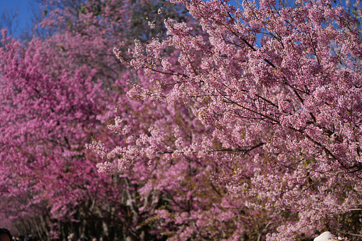 pink colorful cherry blossom in spring season  at doi Inthanon national park Chiangmai Thailand